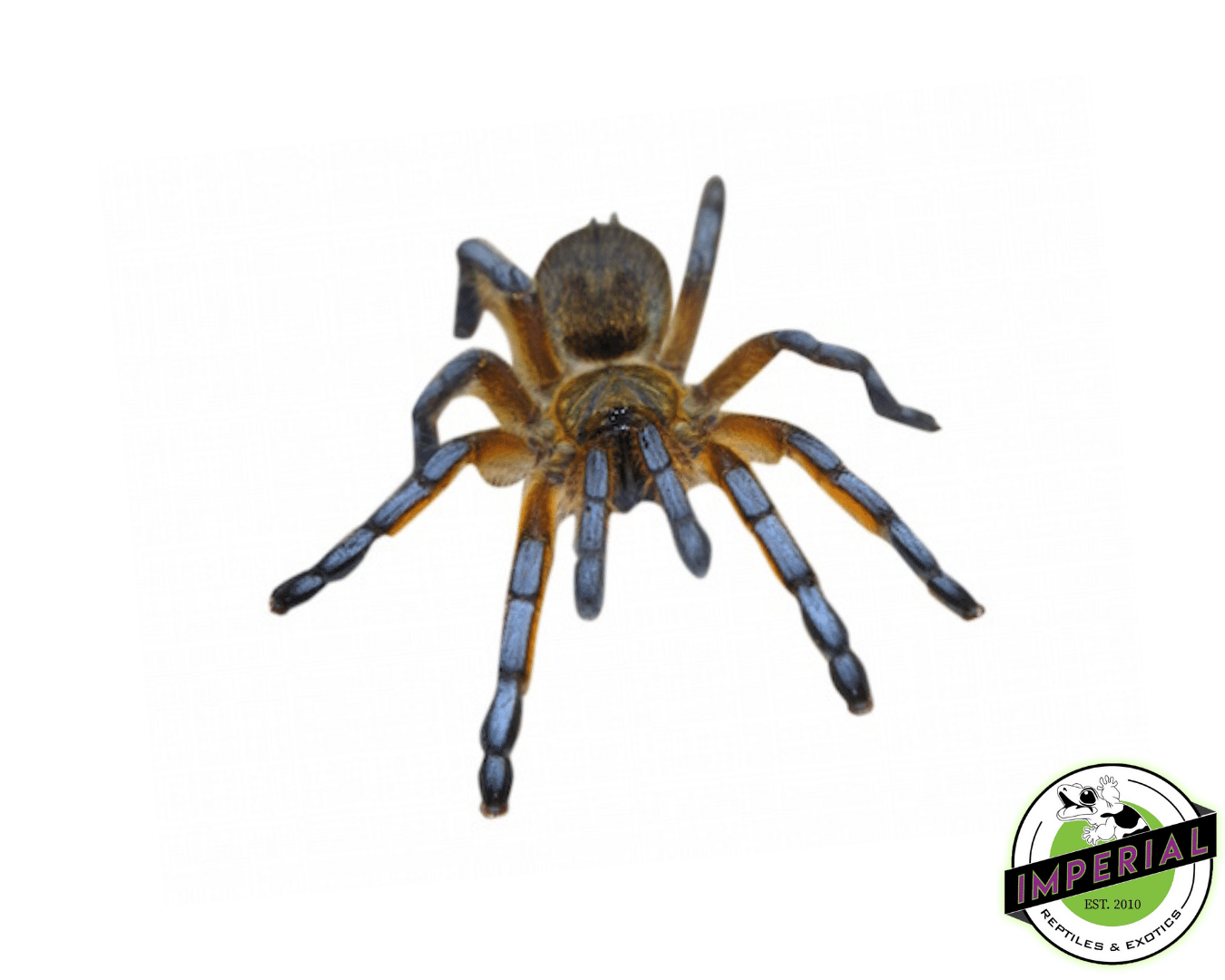 Golden Blue-legged Baboon Tarantula (Harpactira pulchripes)