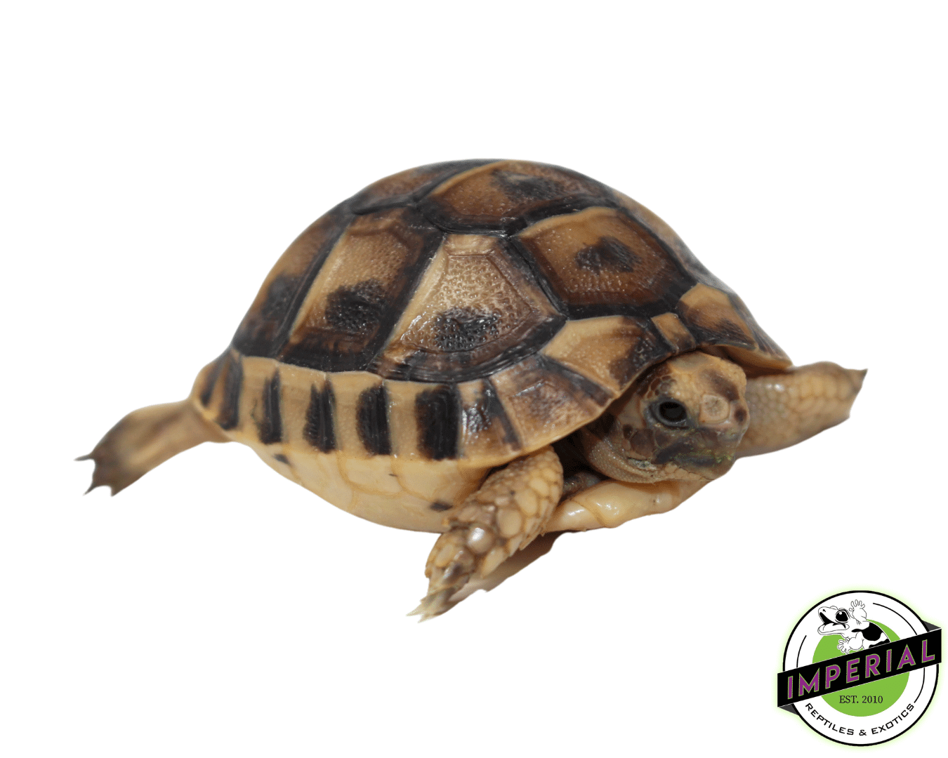 Golden Greek Tortoise Baby