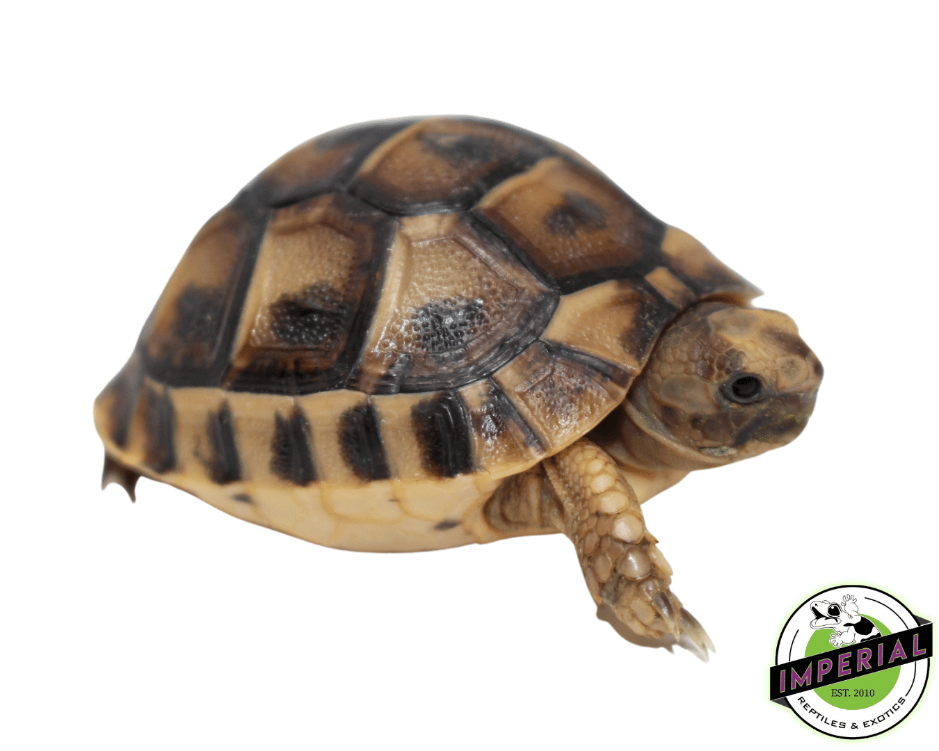 Golden Greek Tortoise Baby — image 2