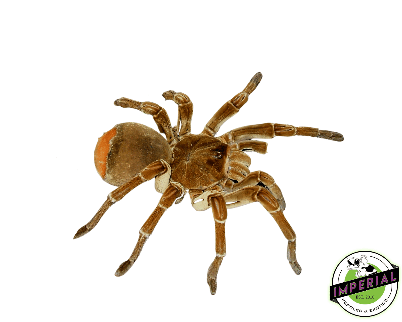 Goliath Bird-Eater Tarantula (Theraphosa stirmi 'Burgundy')