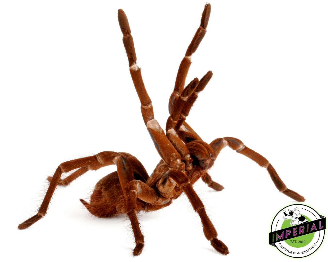 Goliath Bird Eater (Theraphosa stirmii)