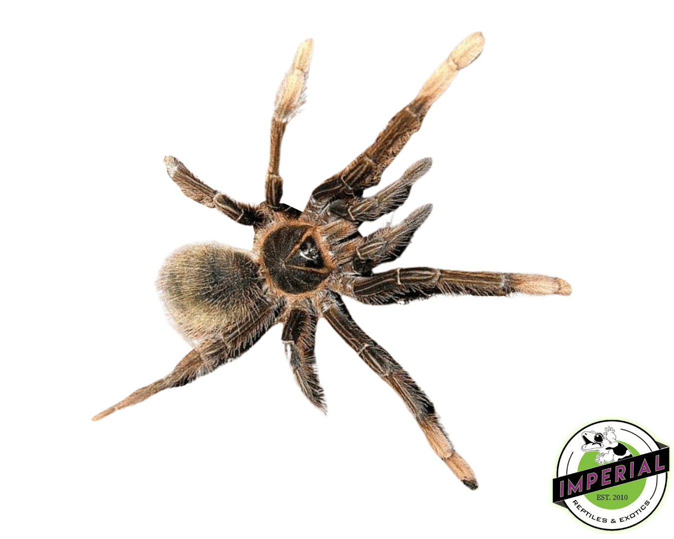 Goliath Pink-foot Tarantula (Theraphosa apophysis)