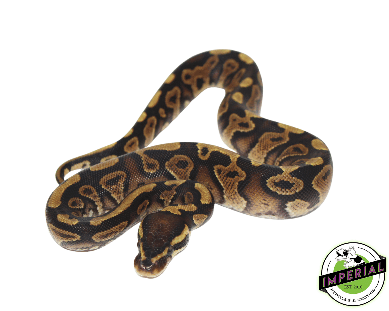 Gravel Ball Python — image 2