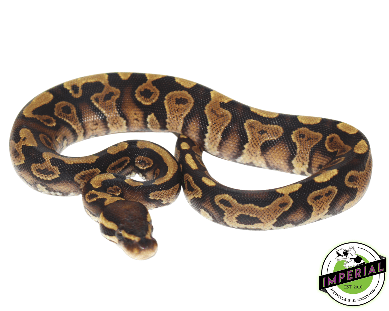 Gravel Ball Python