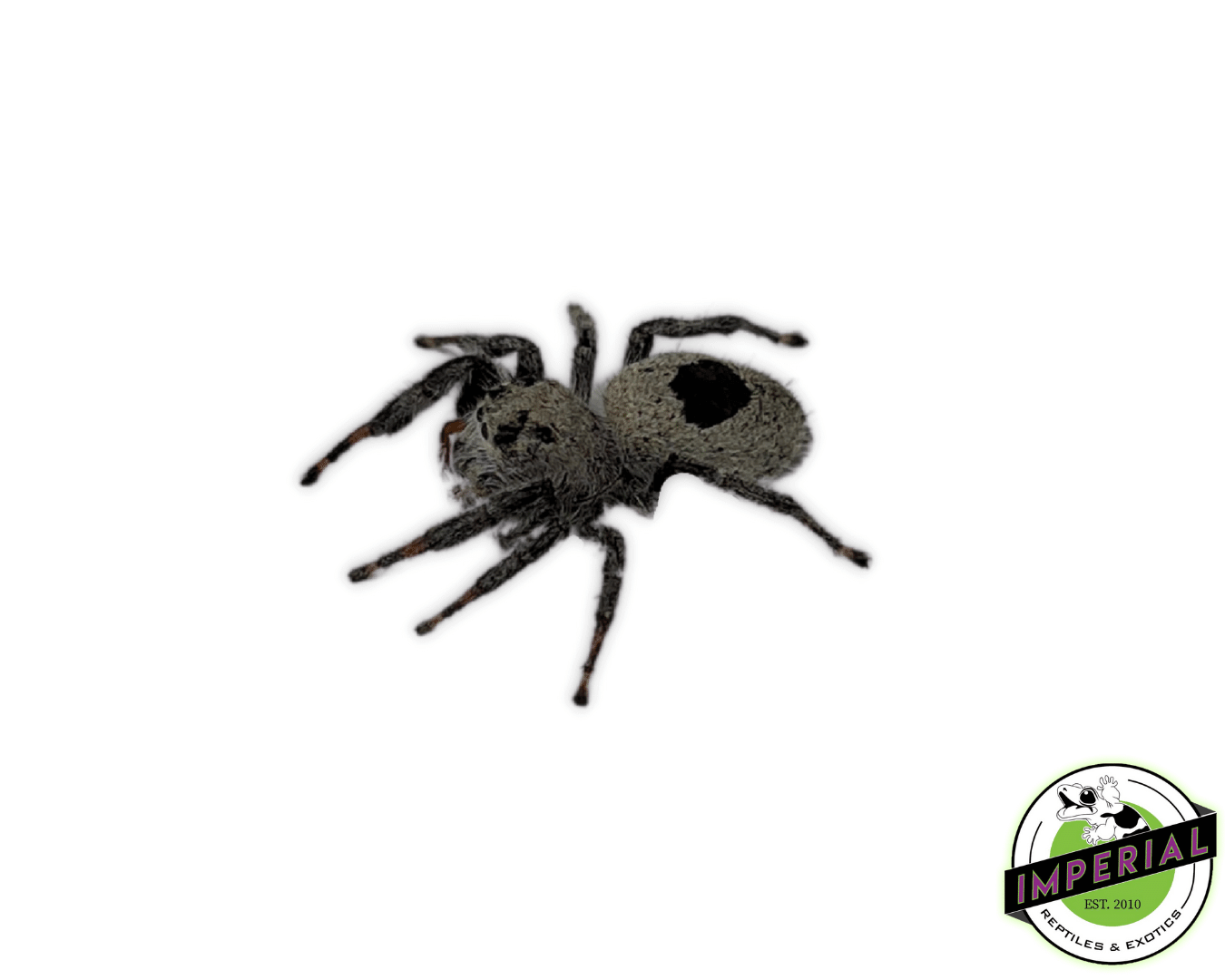 Great Basin Desert Jumping Spider (Phidippus octopunctatus)