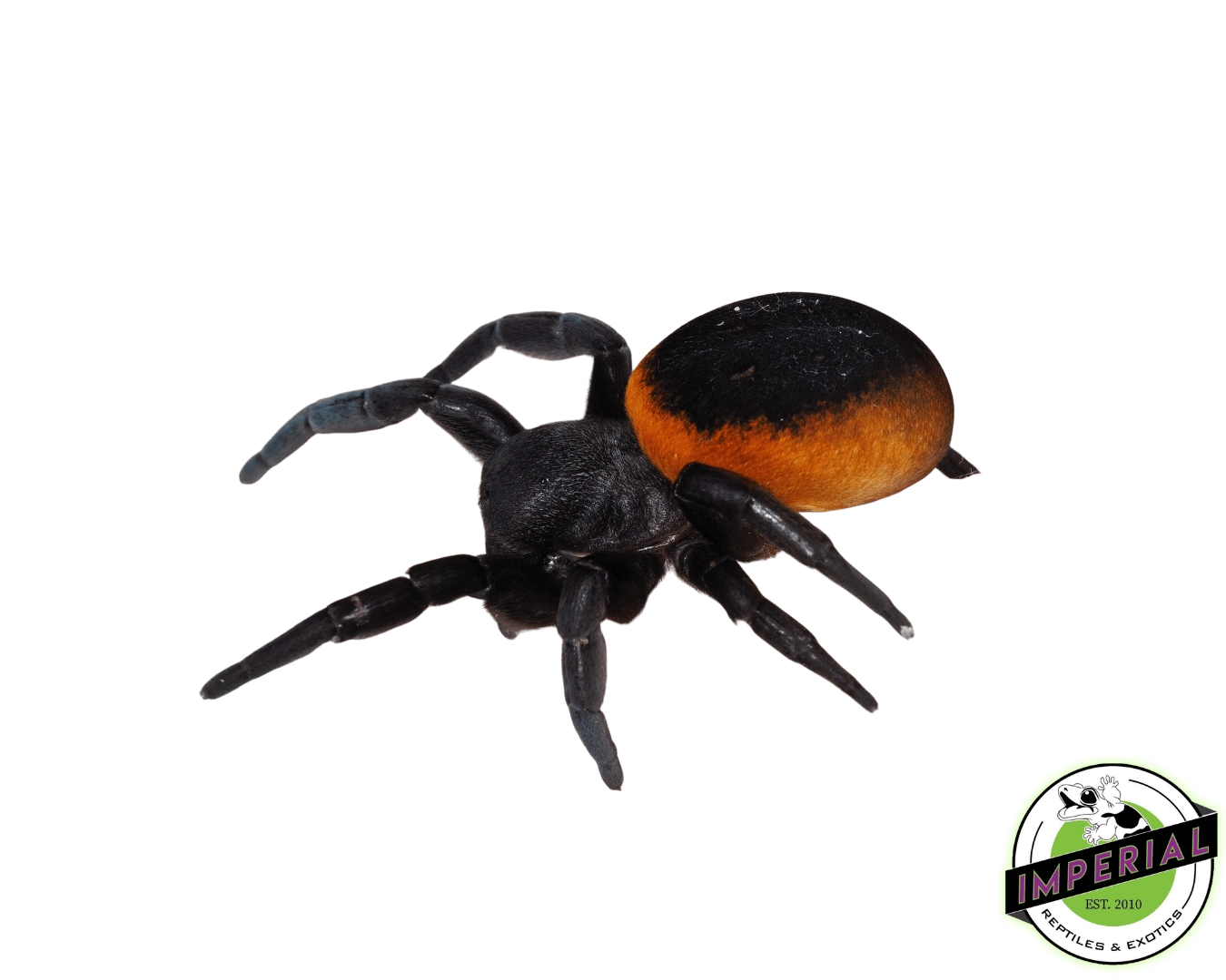 Greek Ladybird Spider (Eresus Walckenaeri)