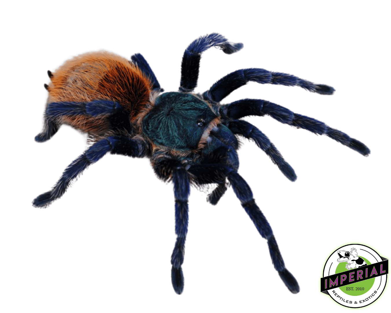 Green Bottle Blue Tarantula (Chromatopelma cyaneopubescens)