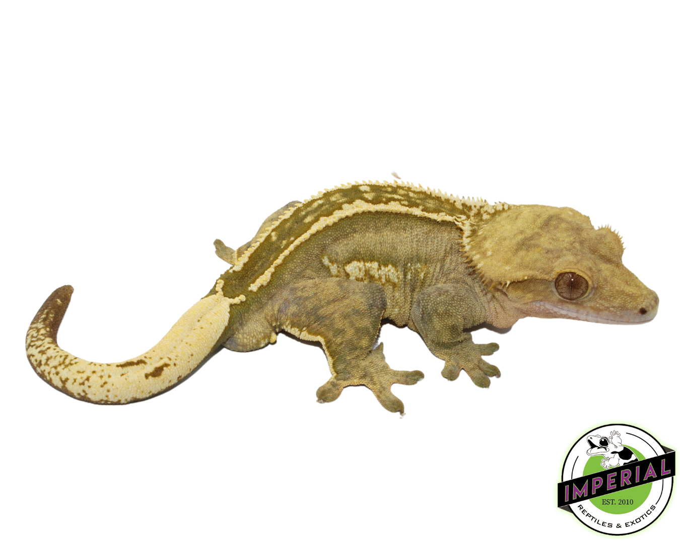 Green Pinstripe Crested Gecko Adult Male (#101223-I22)