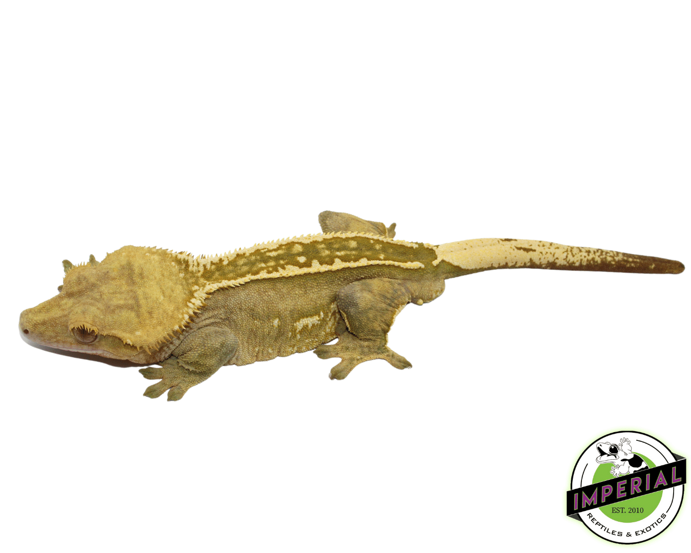 Green Pinstripe Crested Gecko Adult Male (#101223-I22) — image 2