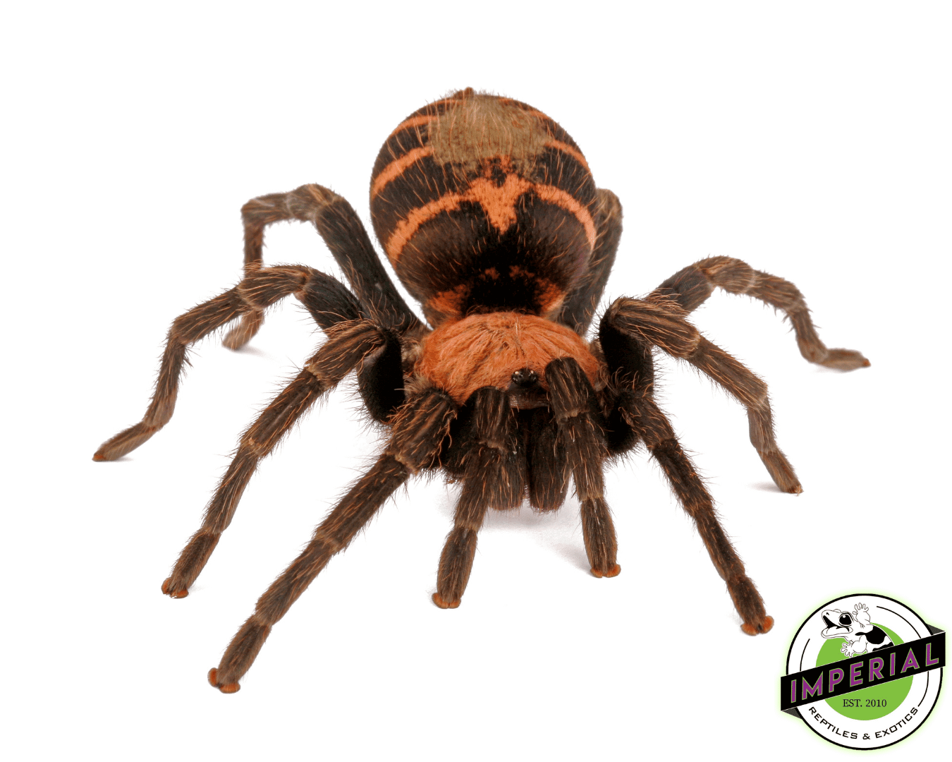 Guatemalan Tiger-Rump Tarantula (Davus pentaloris) — image 2