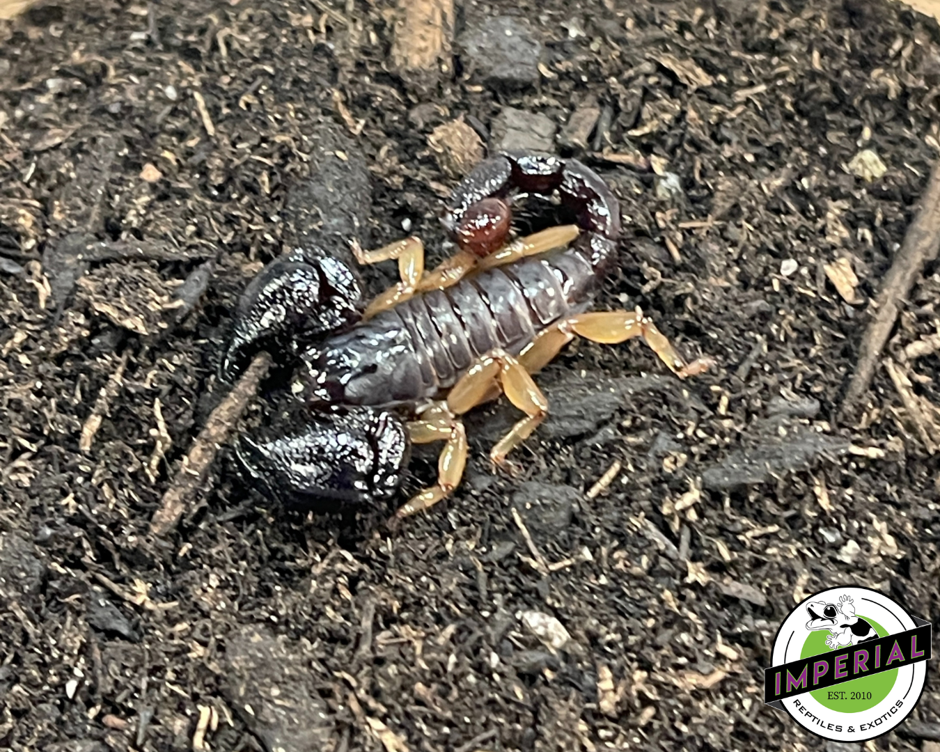 Guyana Black Scorpion (Tityus spp.)