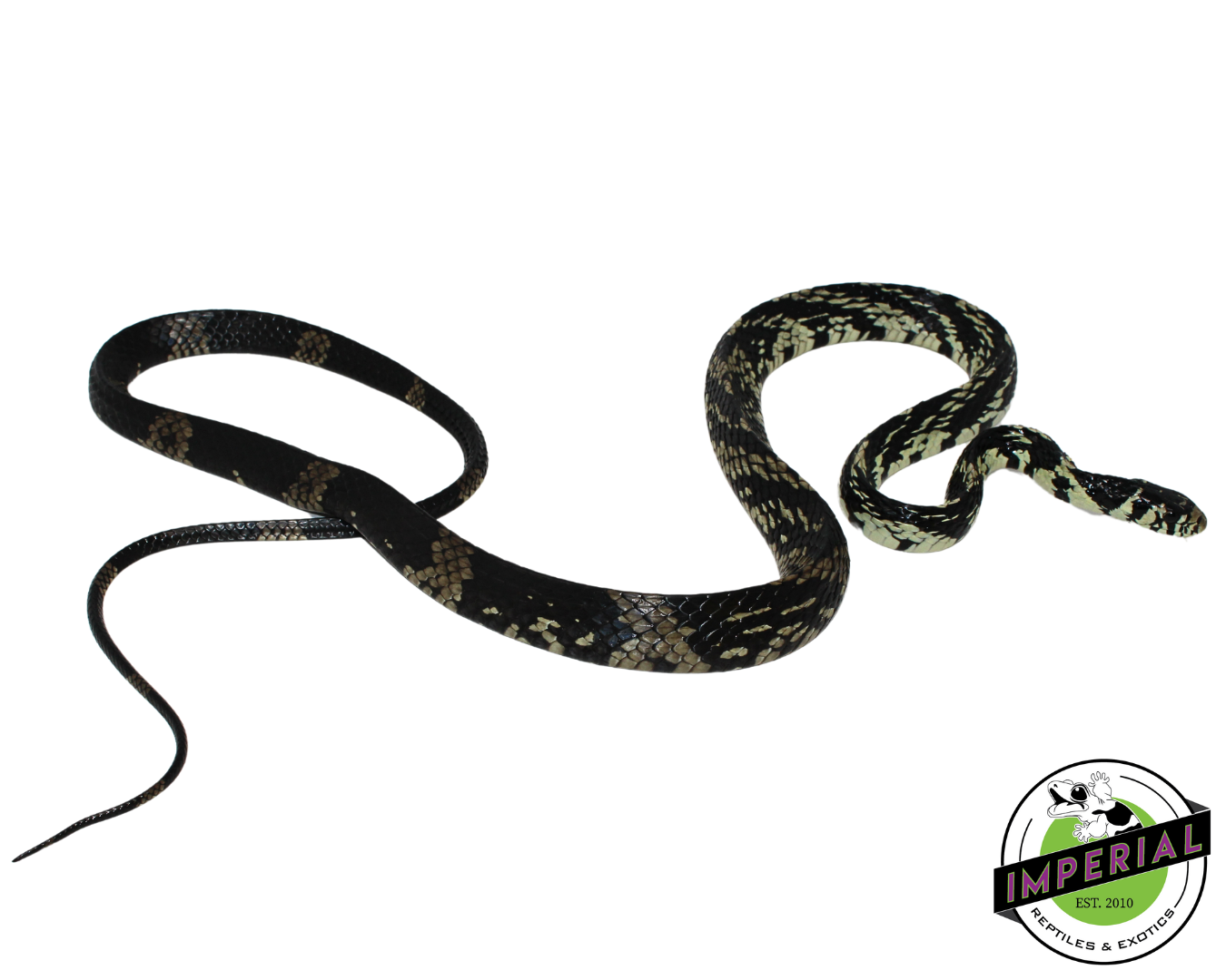 Guyana Tiger Rat Snake — image 2