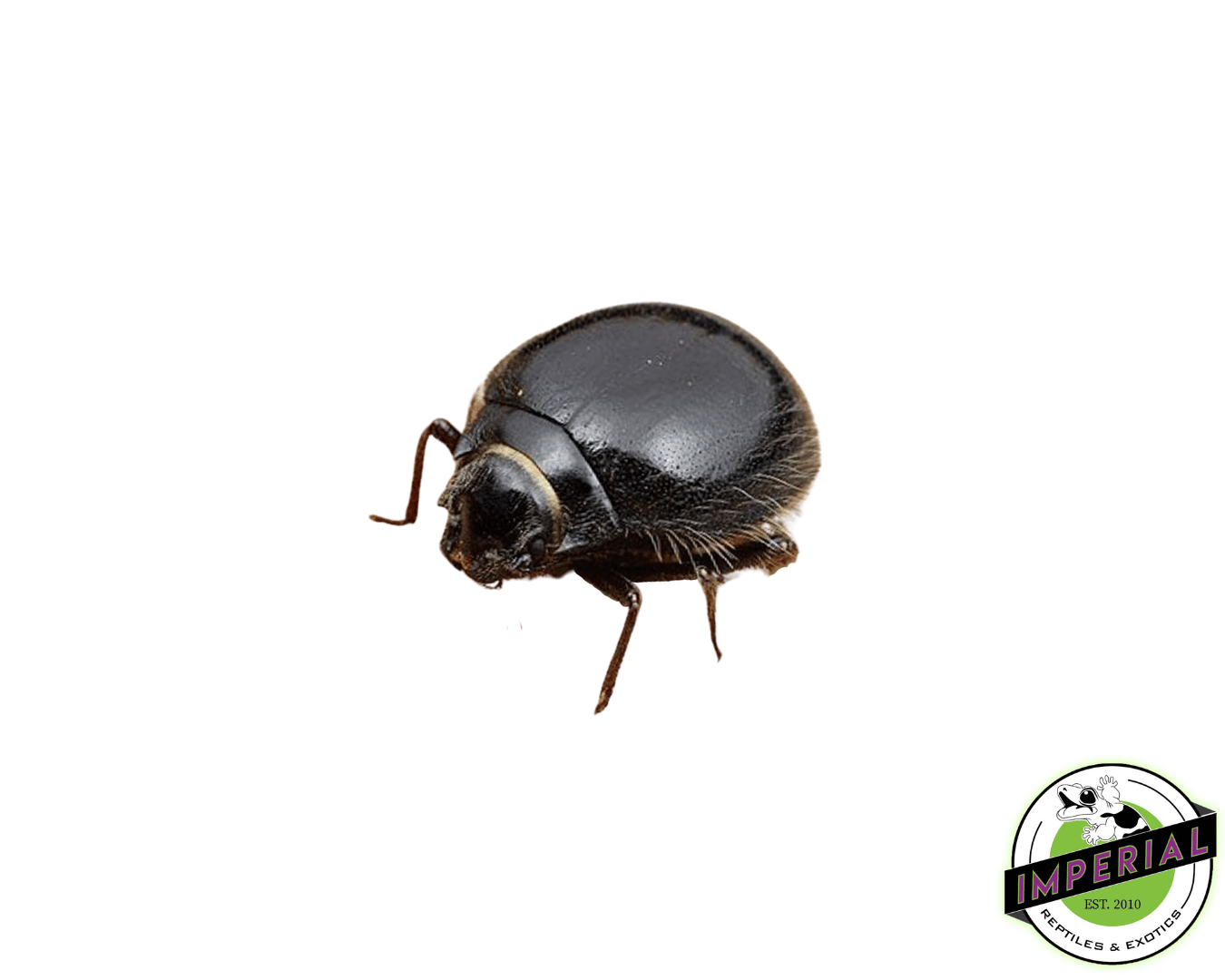 Hairy Robot Beetle