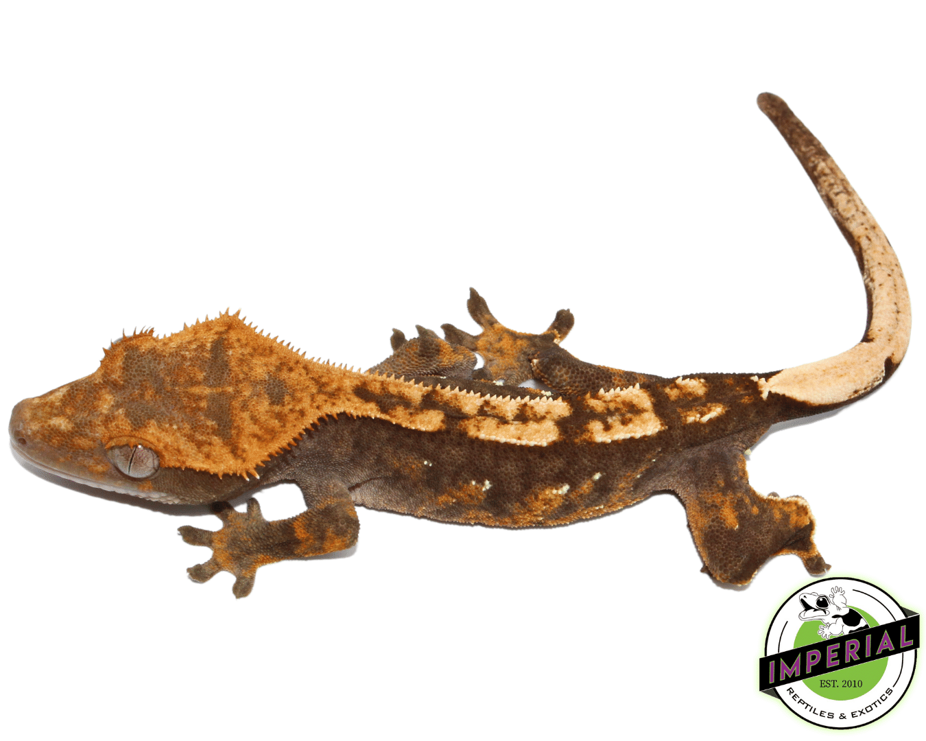 Halloween Harlequin w/ Portholes Crested Gecko Young Adult Female (#101223-I3)