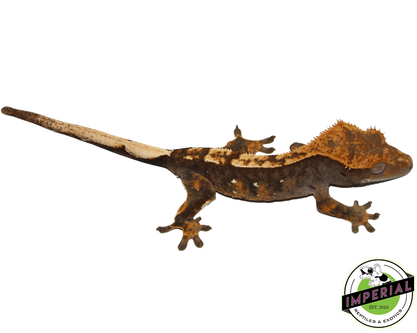 Halloween Harlequin w/ Portholes Crested Gecko Young Adult Female (#101223-I3) — image 2