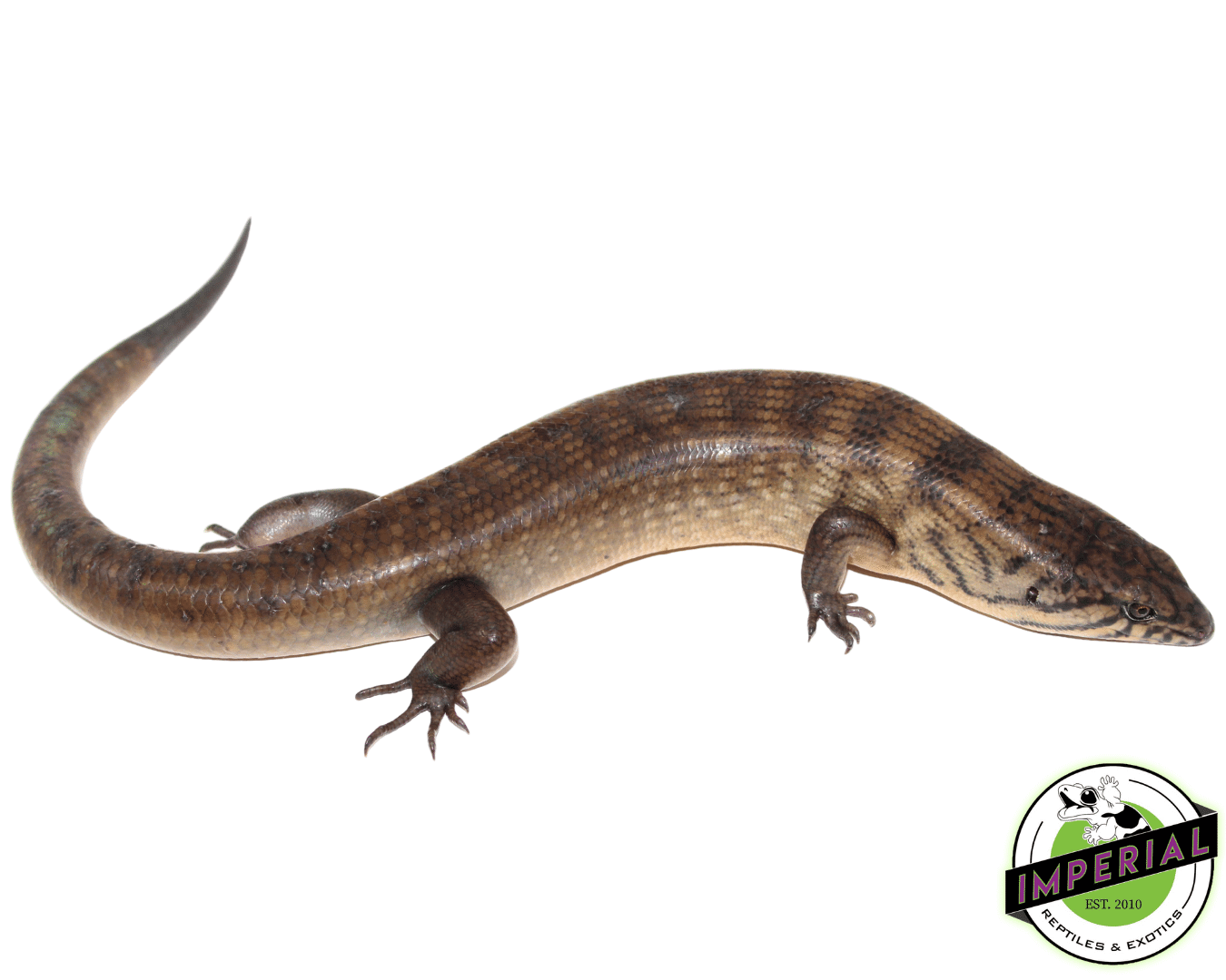 Halmahera Ground Skink