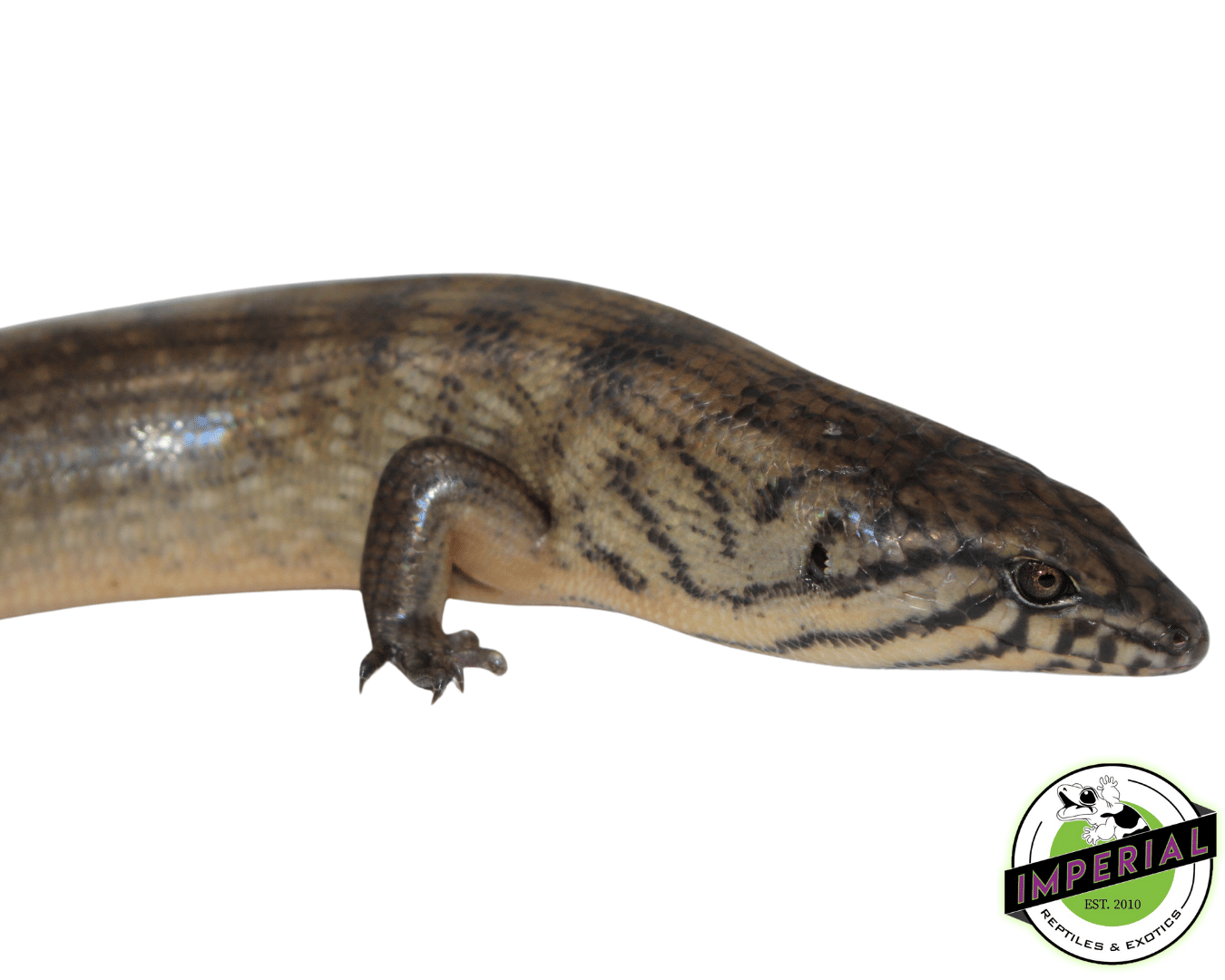 Halmahera Ground Skink — image 2