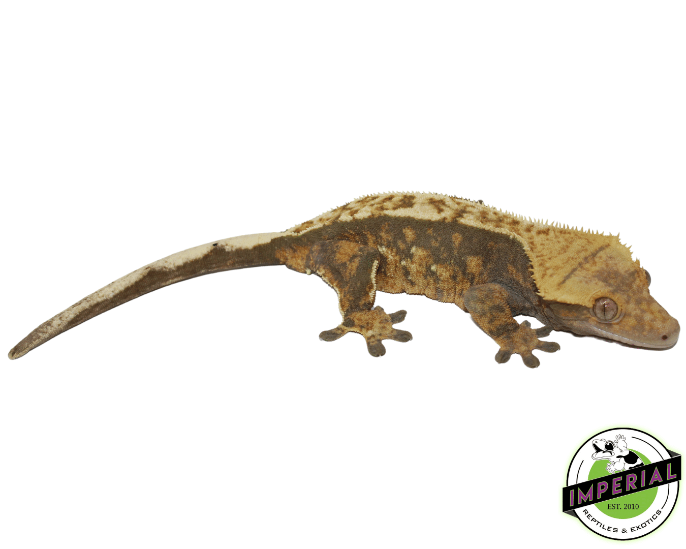 Harlequin Crested Gecko Adult
