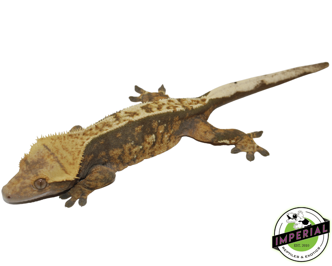 Harlequin Crested Gecko Adult — image 2