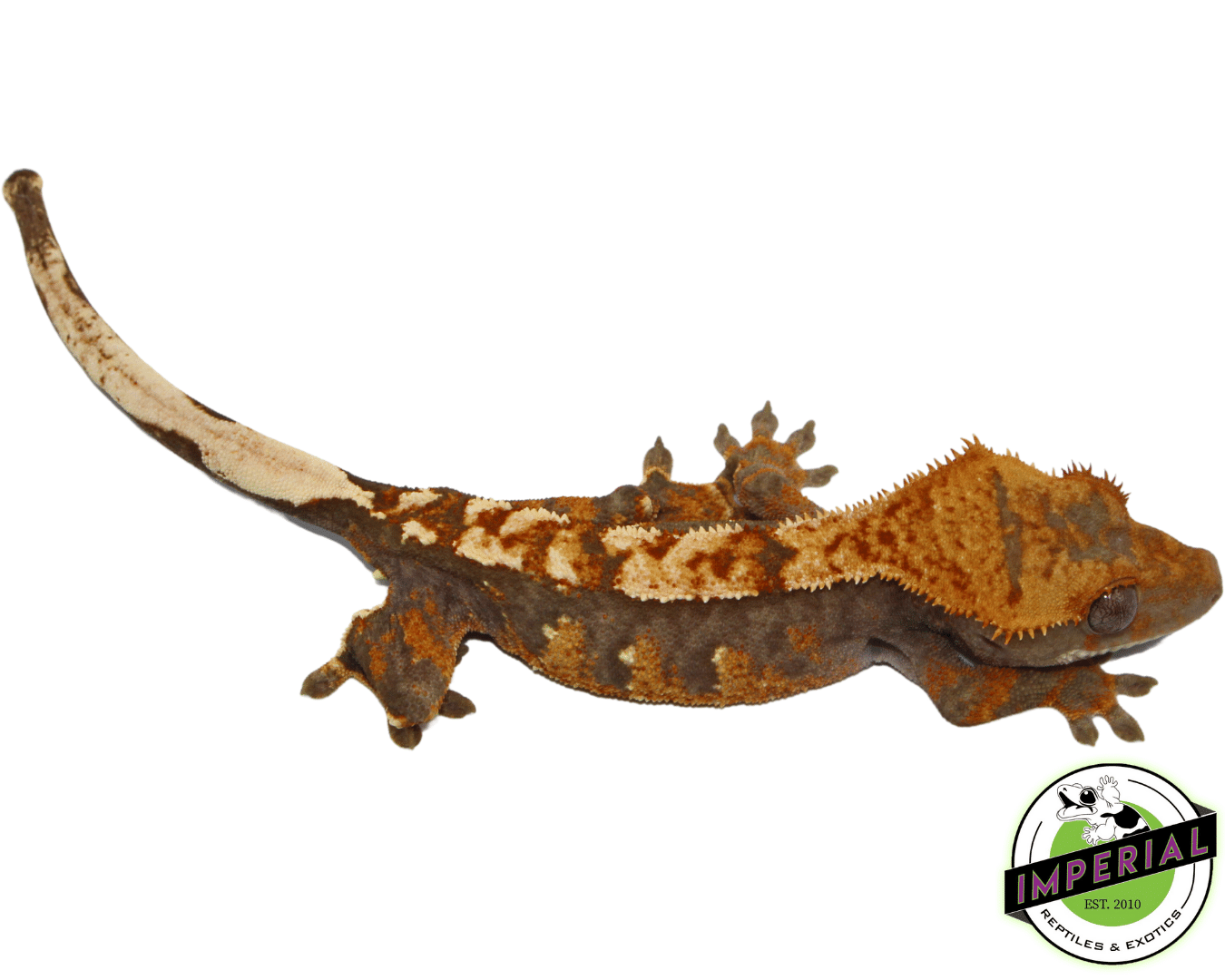 Harlequin Flame Crested Gecko (#101223-I4) — image 2