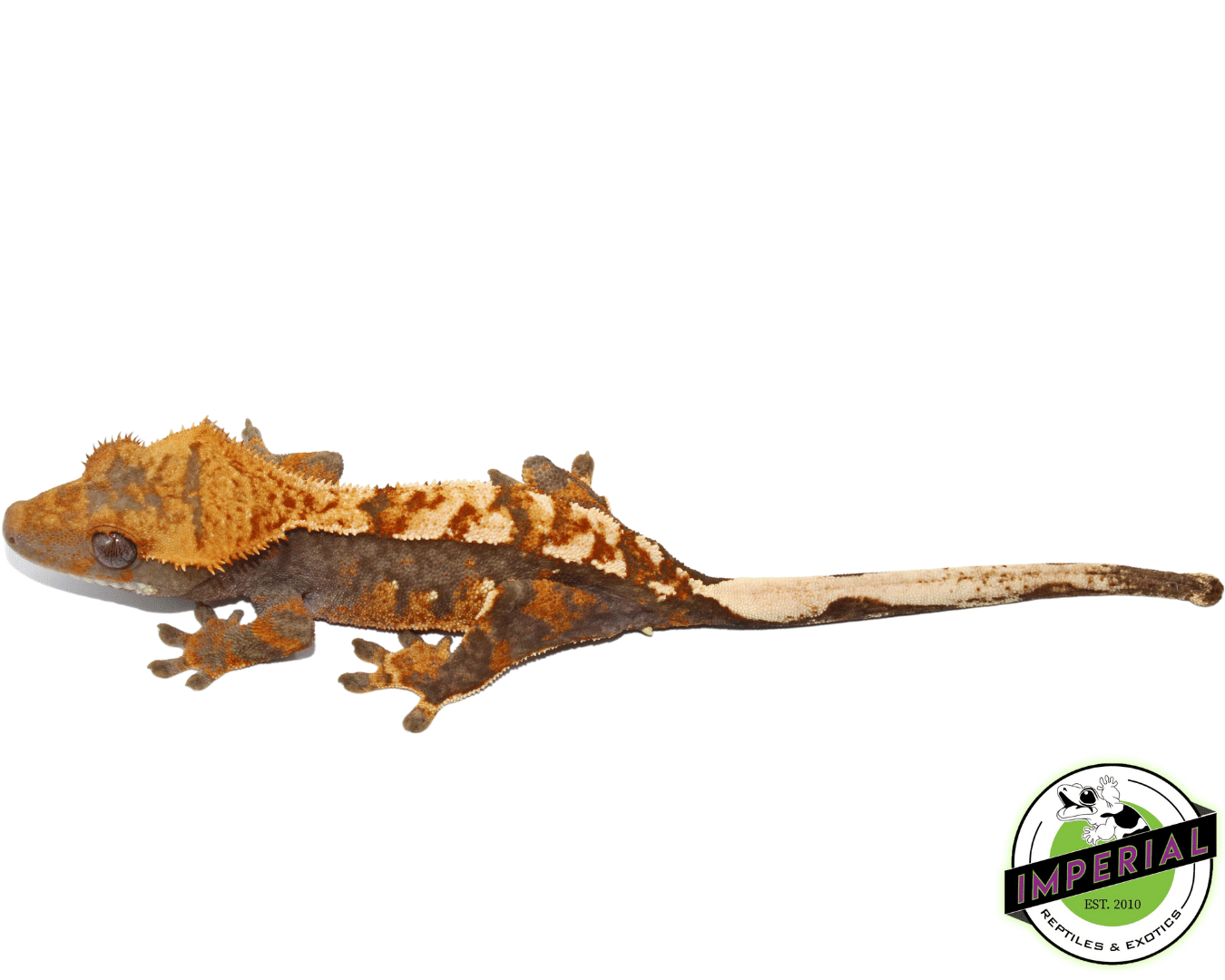 Harlequin Flame Crested Gecko (#101223-I4)
