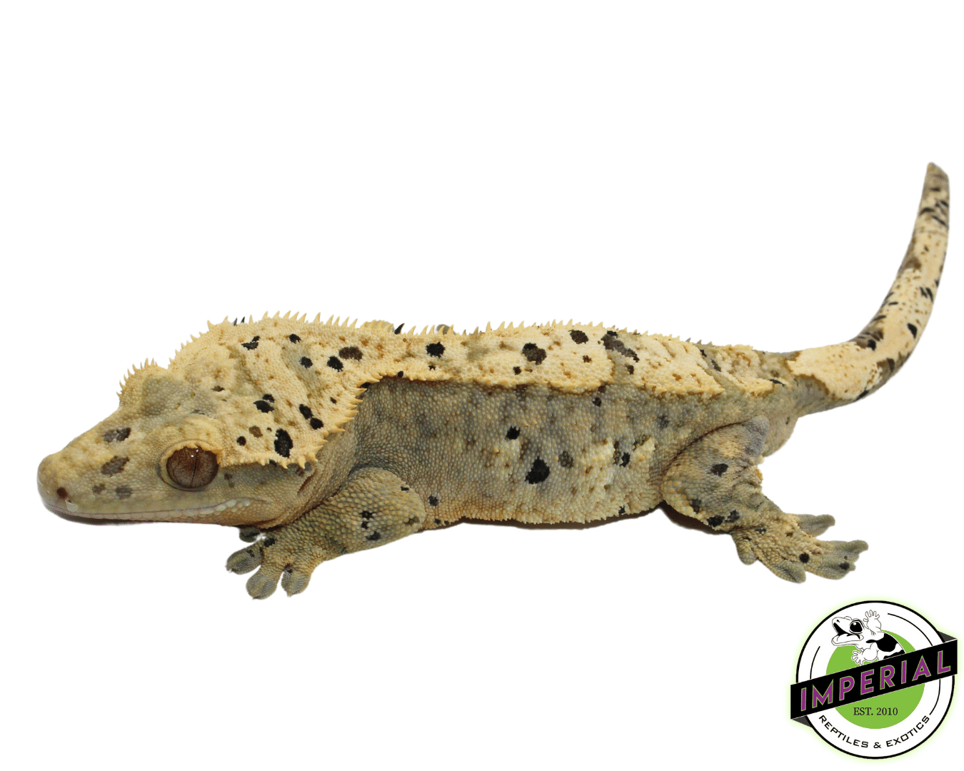 Harlequin Ink Blotch Super Dalmatian Crested Gecko Adult Male (#101223-I23)