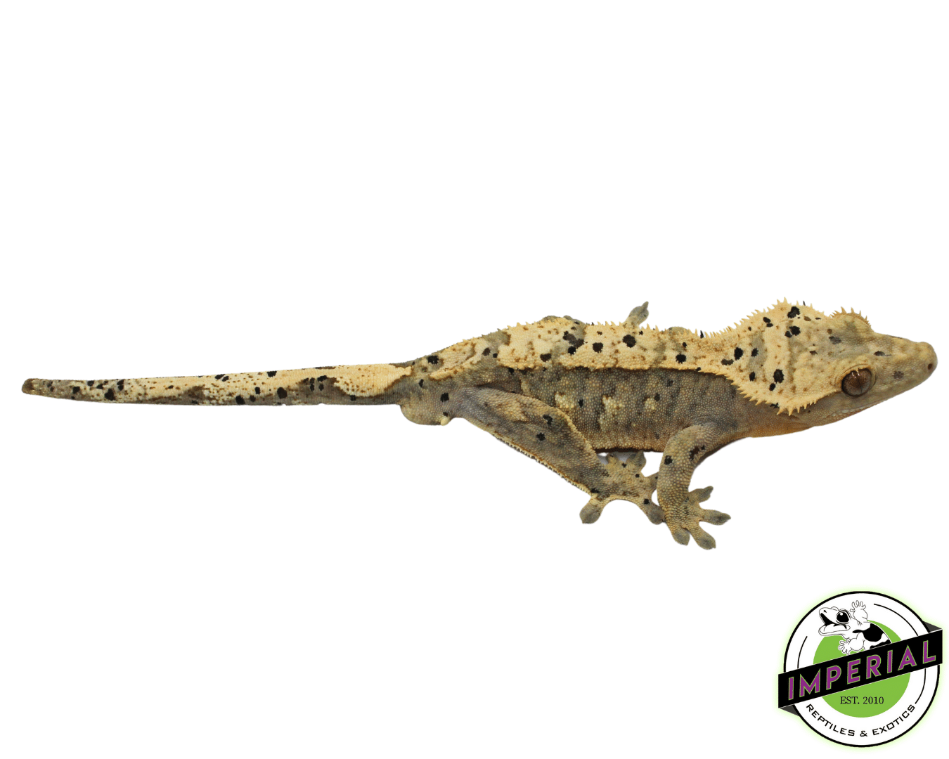 Harlequin Ink Blotch Super Dalmatian Crested Gecko Adult Male (#101223-I23) — image 2