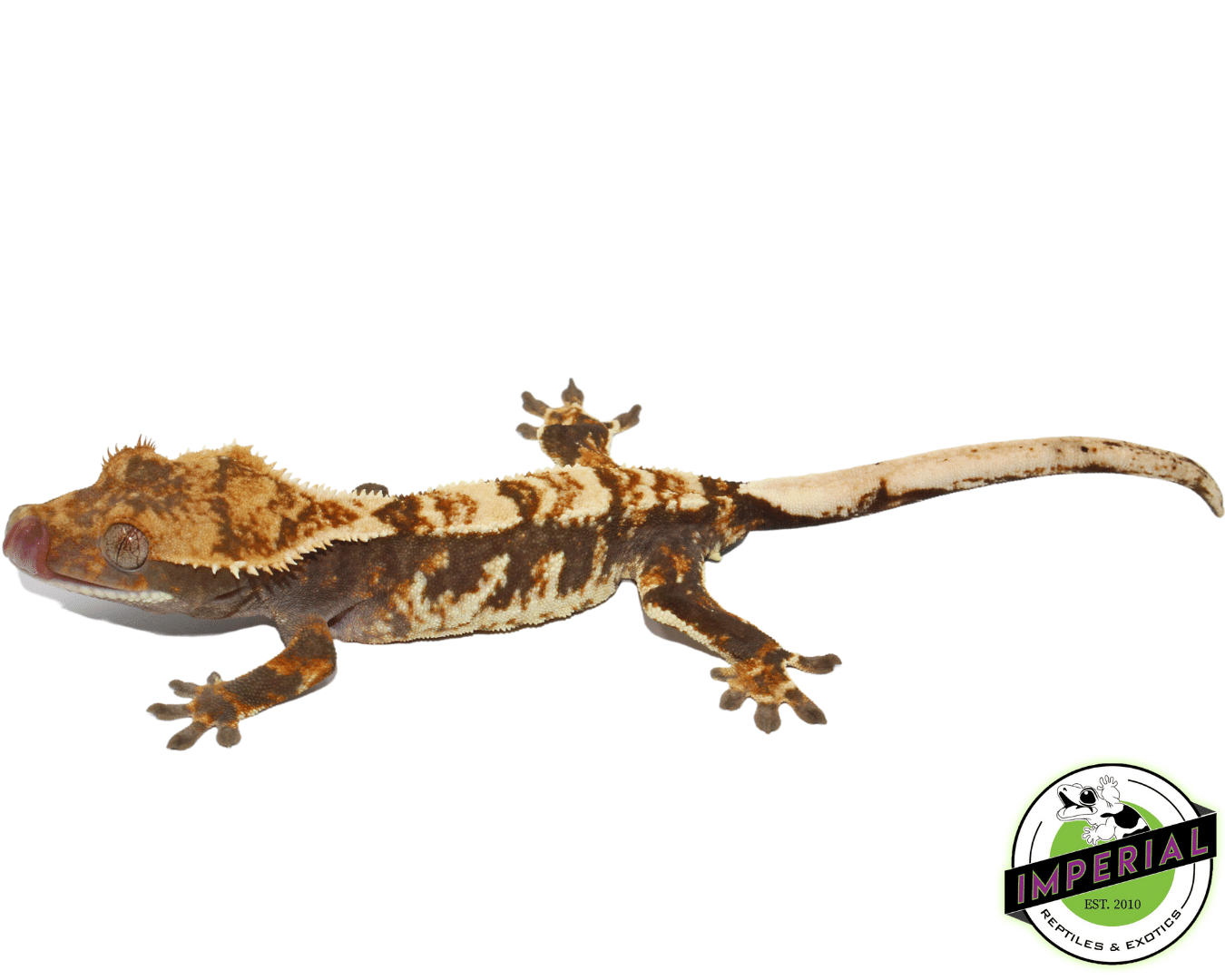 Harlequin Tri-Color Female Crested Gecko (#101223-I2) — image 2