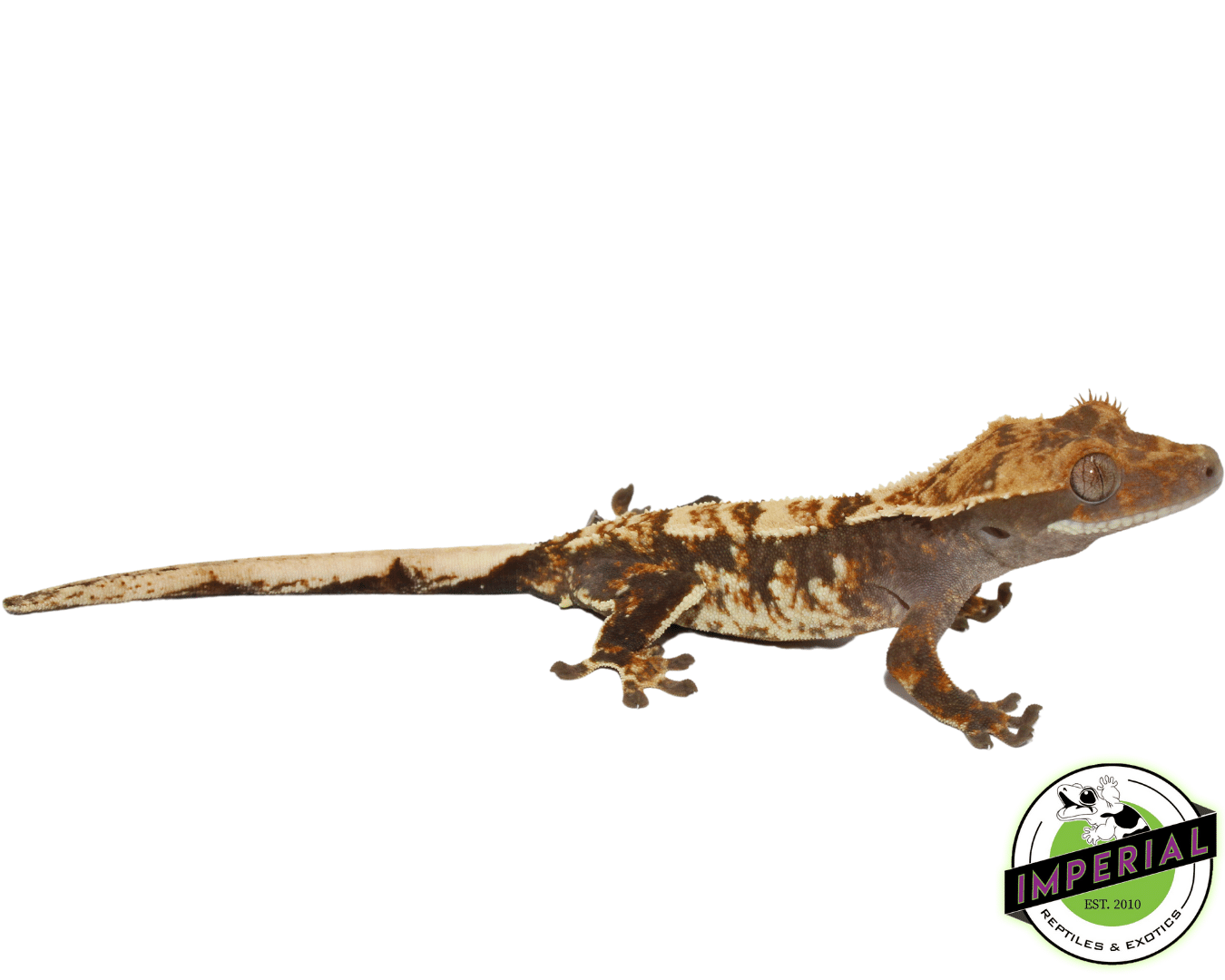 Harlequin Tri-Color Female Crested Gecko (#101223-I2)