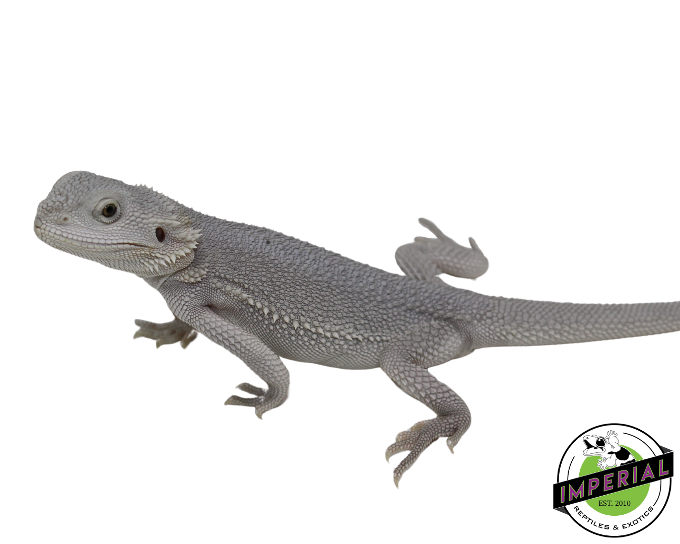"Hedwig" Hypo Zero Bearded Dragon Female (#111224-02) — image 2