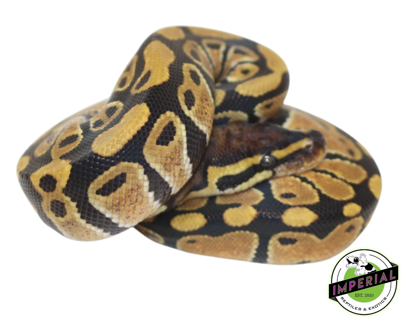Het Clown Ball Python