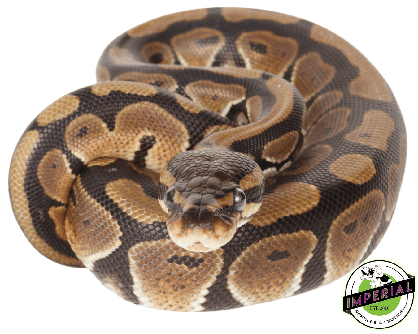 Het Clown Sub Adult Ball Python