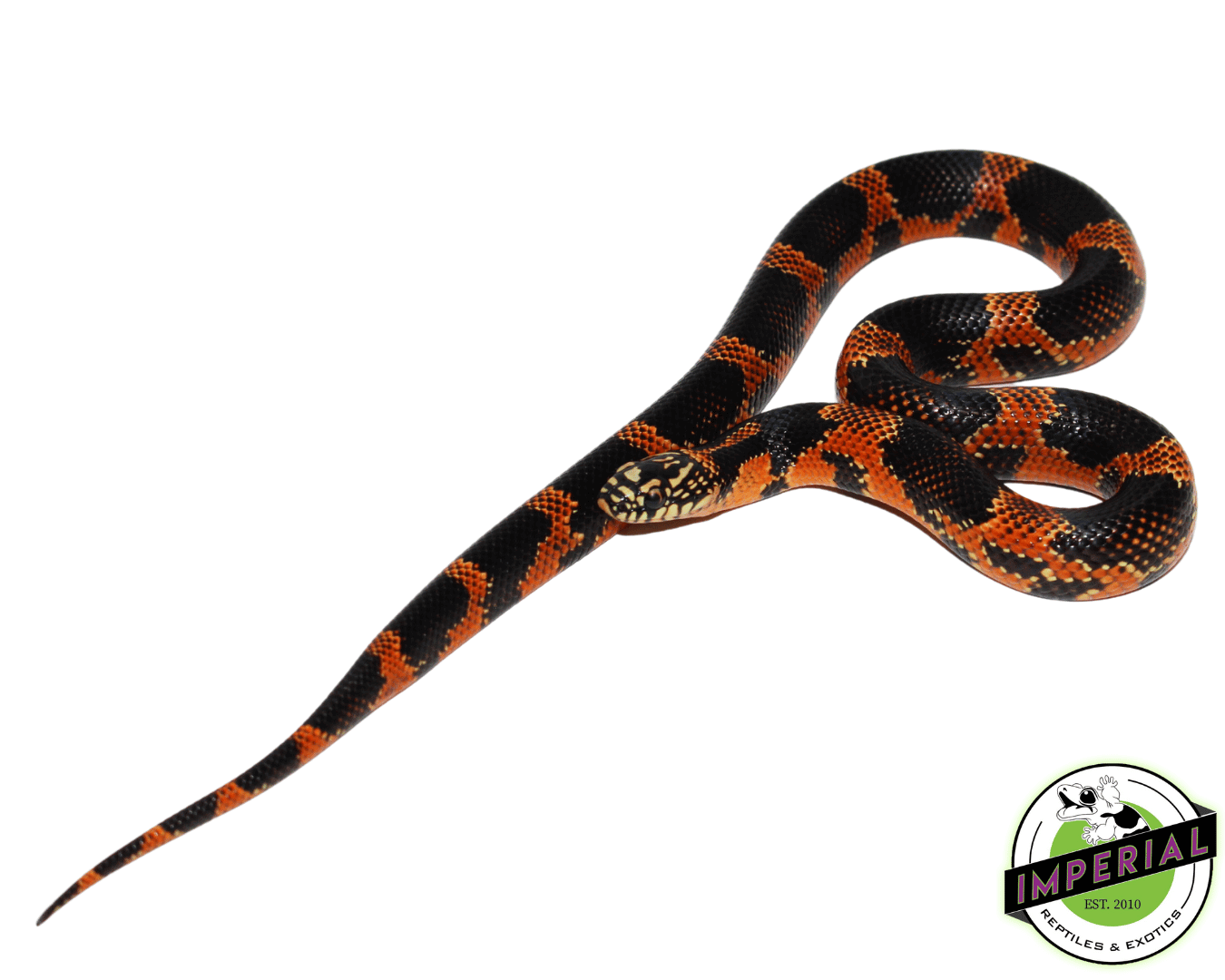 Hi Red Goins Kingsnake Baby — image 2