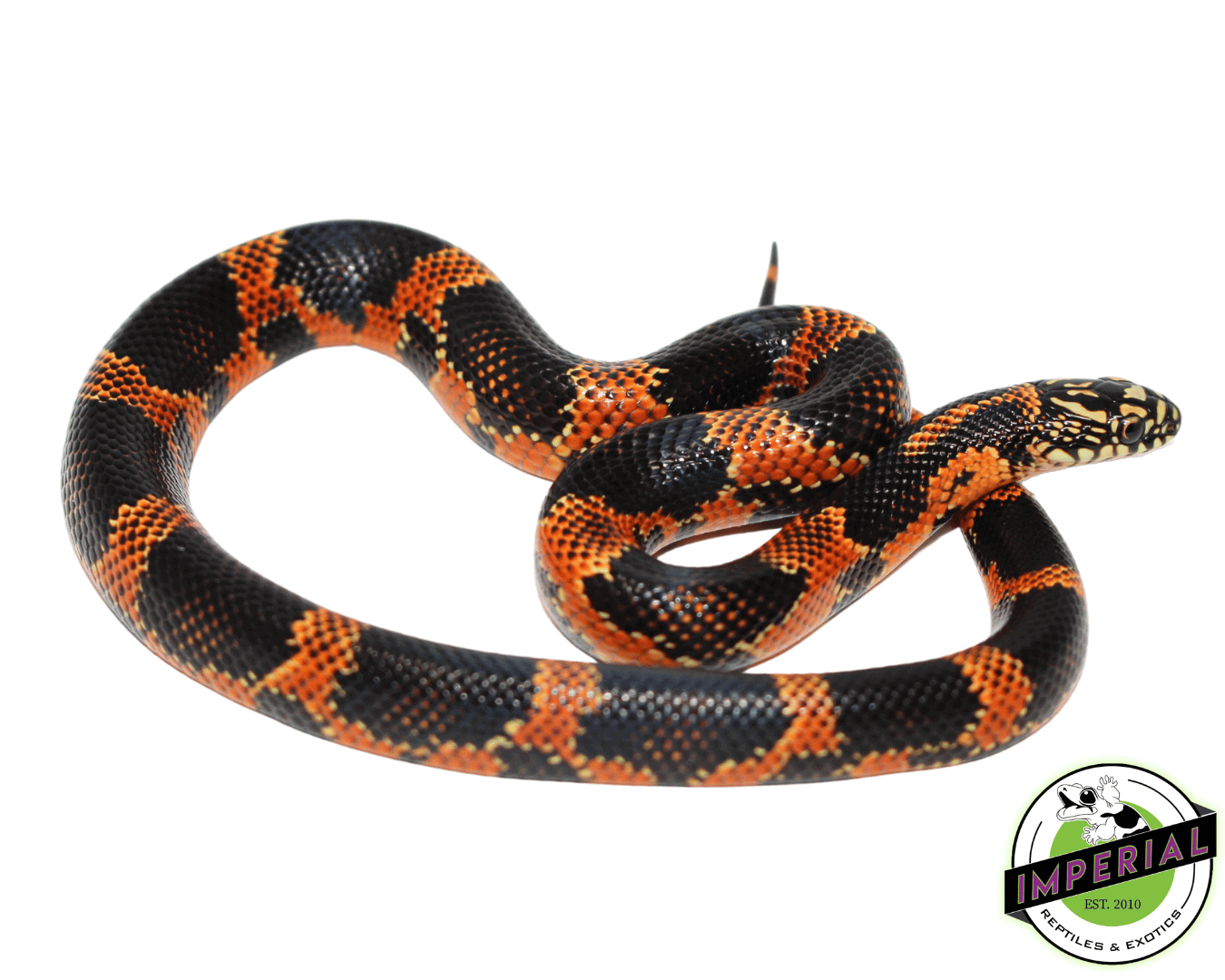 Hi Red Goins Kingsnake Baby