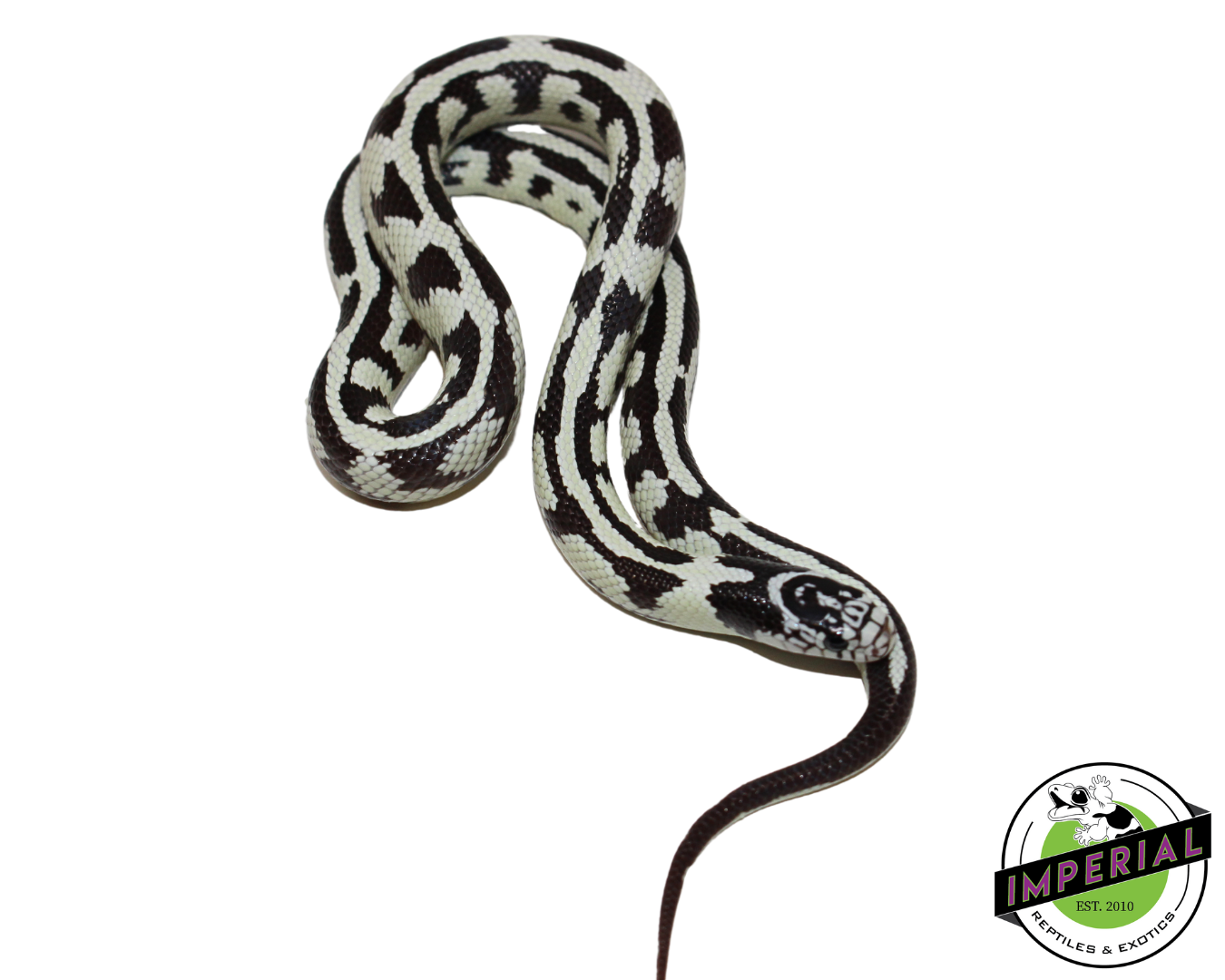 Hi-White Jungle California Kingsnake Female (#11524-01)