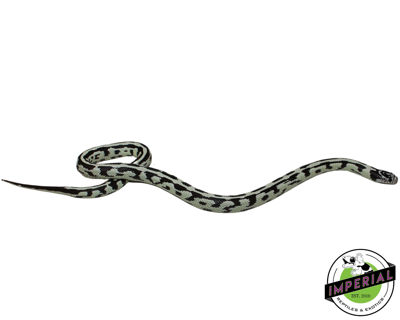 Hi-White Jungle California Kingsnake Female (#11524-01) — image 2