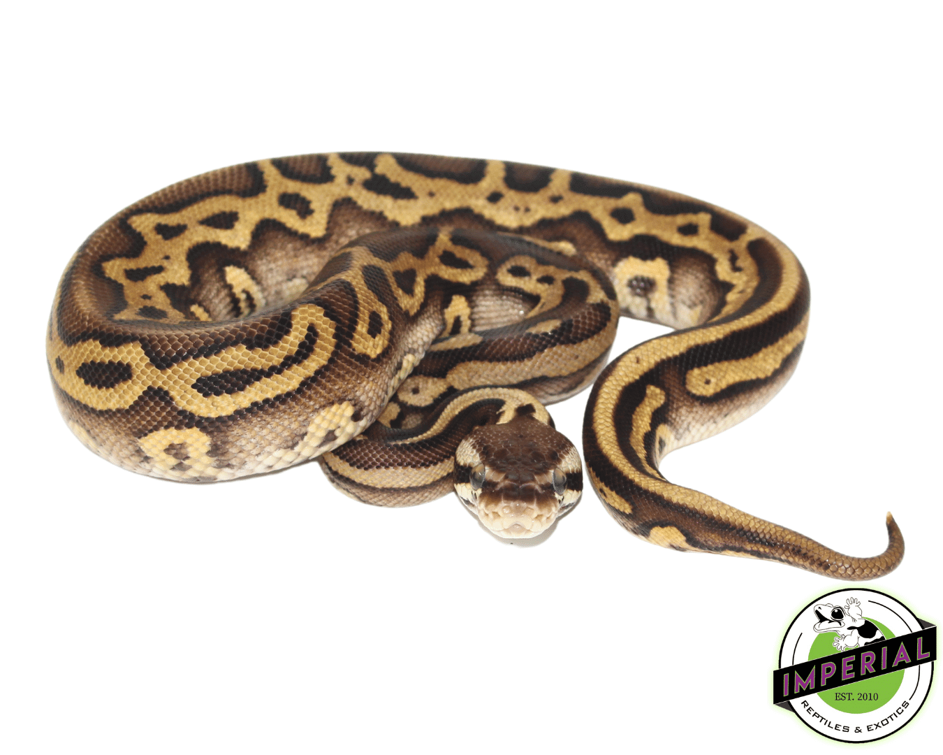 Hidden Gene Woma Pastel Yellowbelly Ball Python — image 2