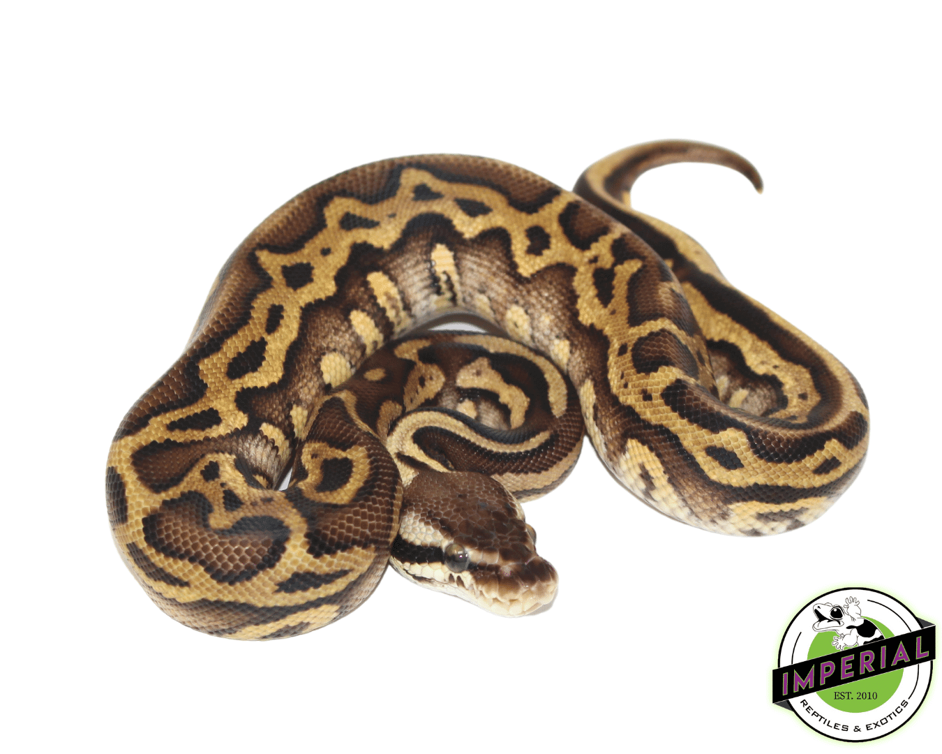 Hidden Gene Woma Pastel Yellowbelly Ball Python