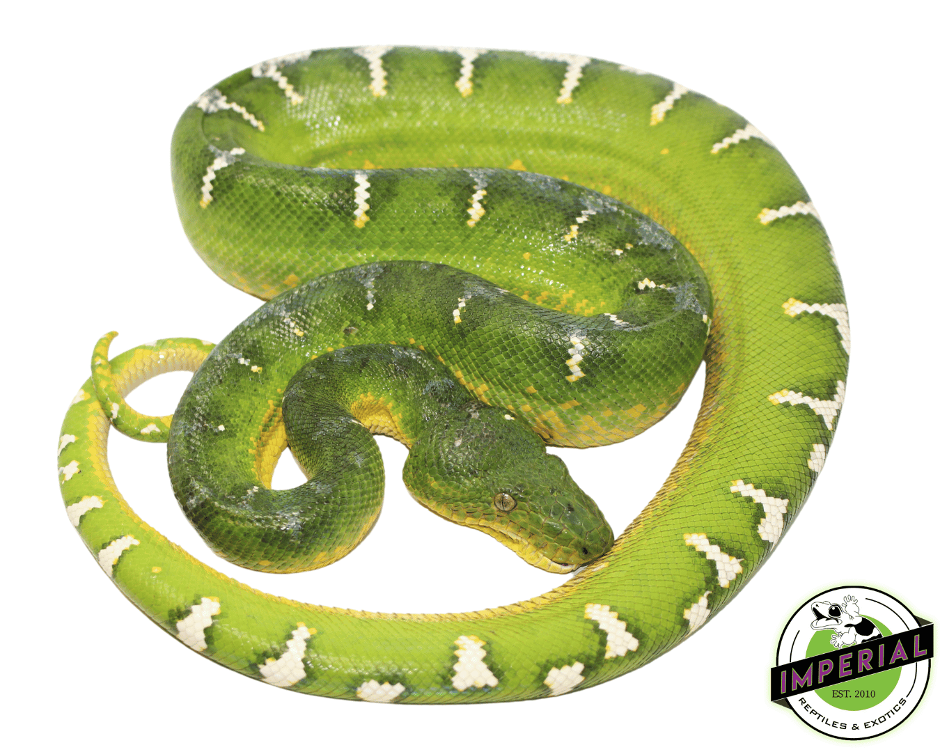 High White Emerald Tree Boa Adult Male (#31523-01)