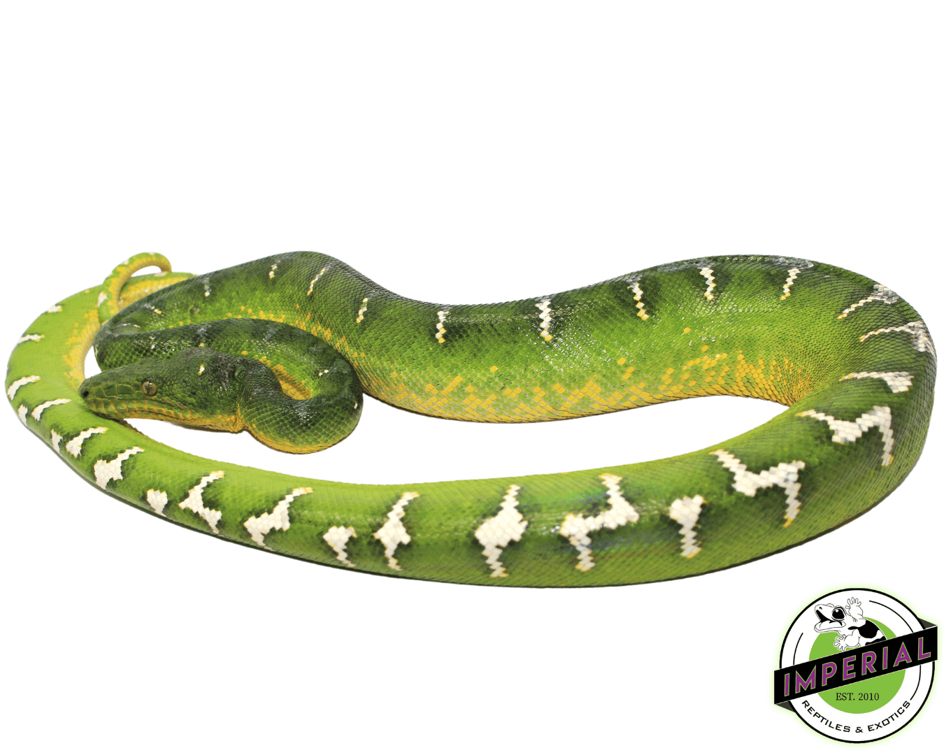 High White Emerald Tree Boa Adult Male (#31523-01) — image 2