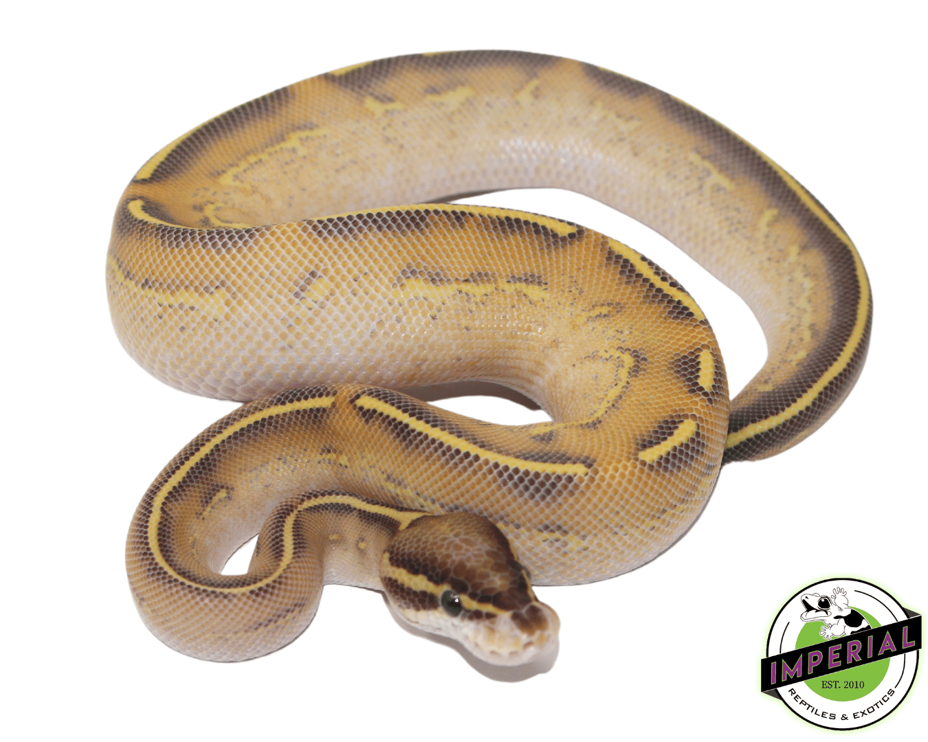 Highway Ball Python — image 2