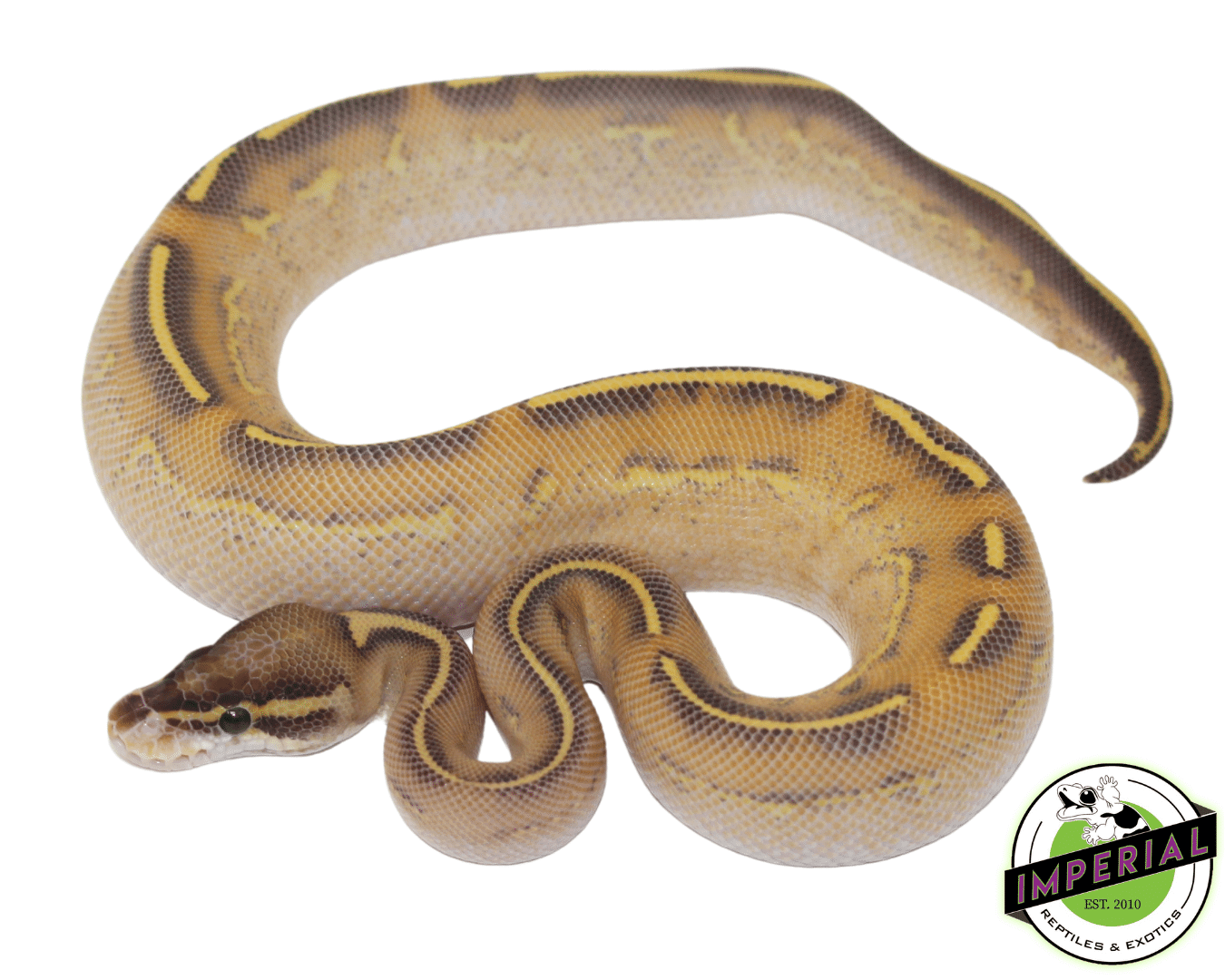 Highway Ball Python