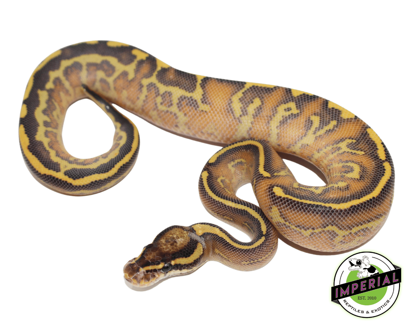 Highway Leopard Ball Python