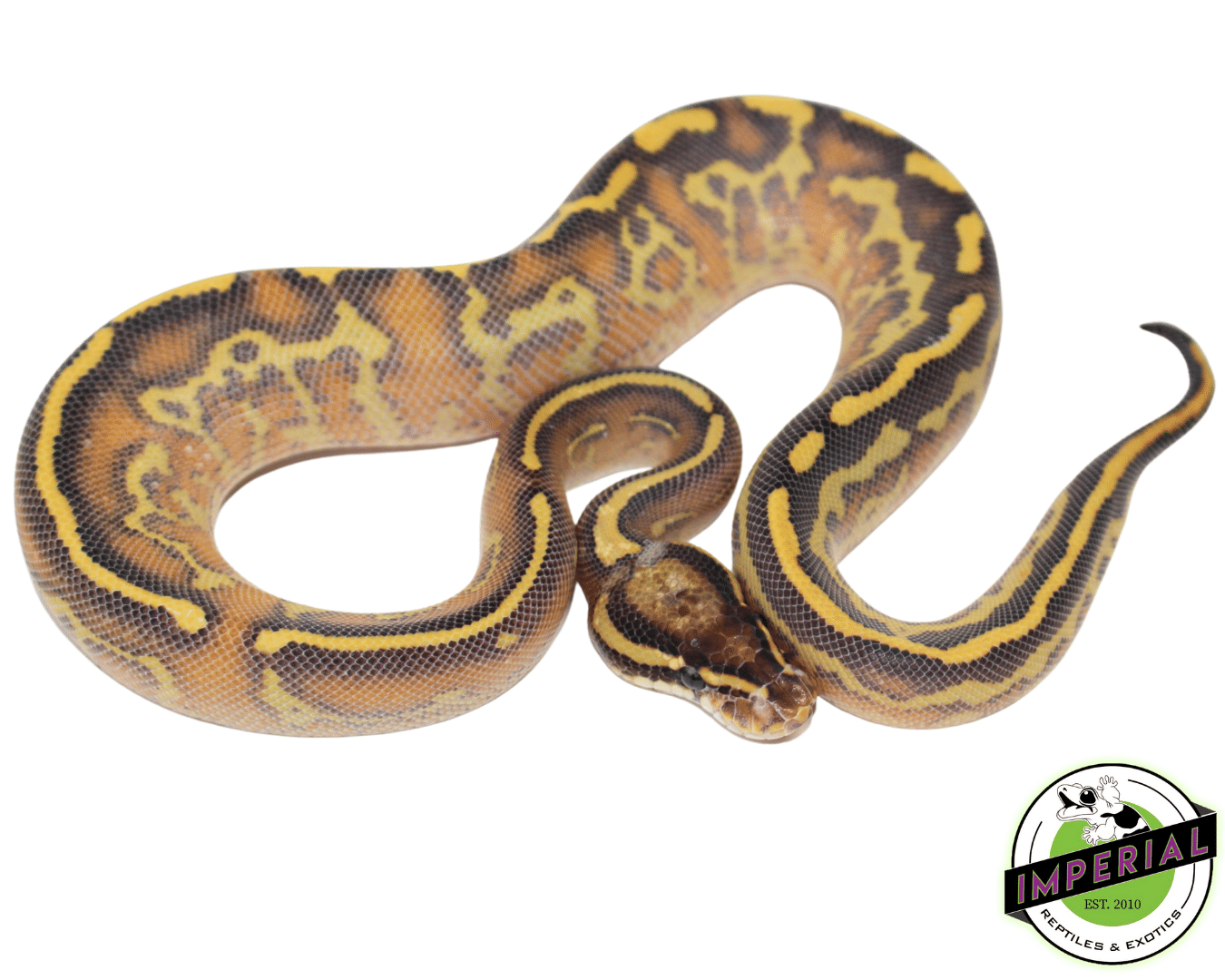 Highway Leopard Ball Python — image 2