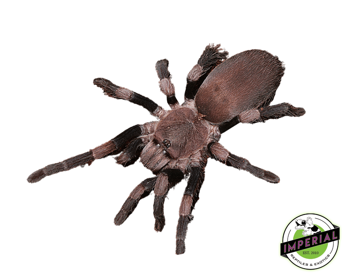 Himalayan Zebra-leg Earth Tiger Tarantula (Haplocosmia himalayana)