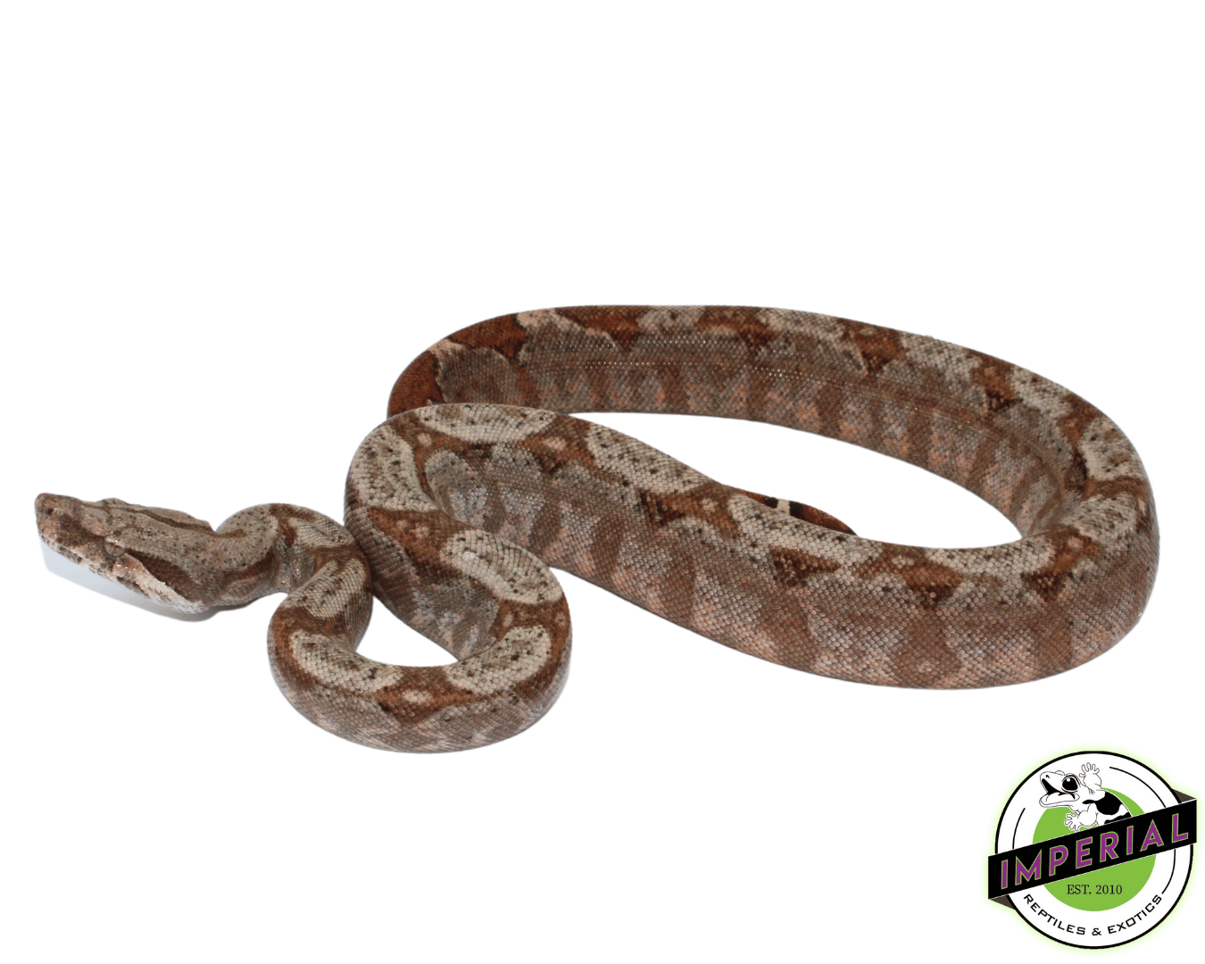 Hog Island (75%) Boa Baby