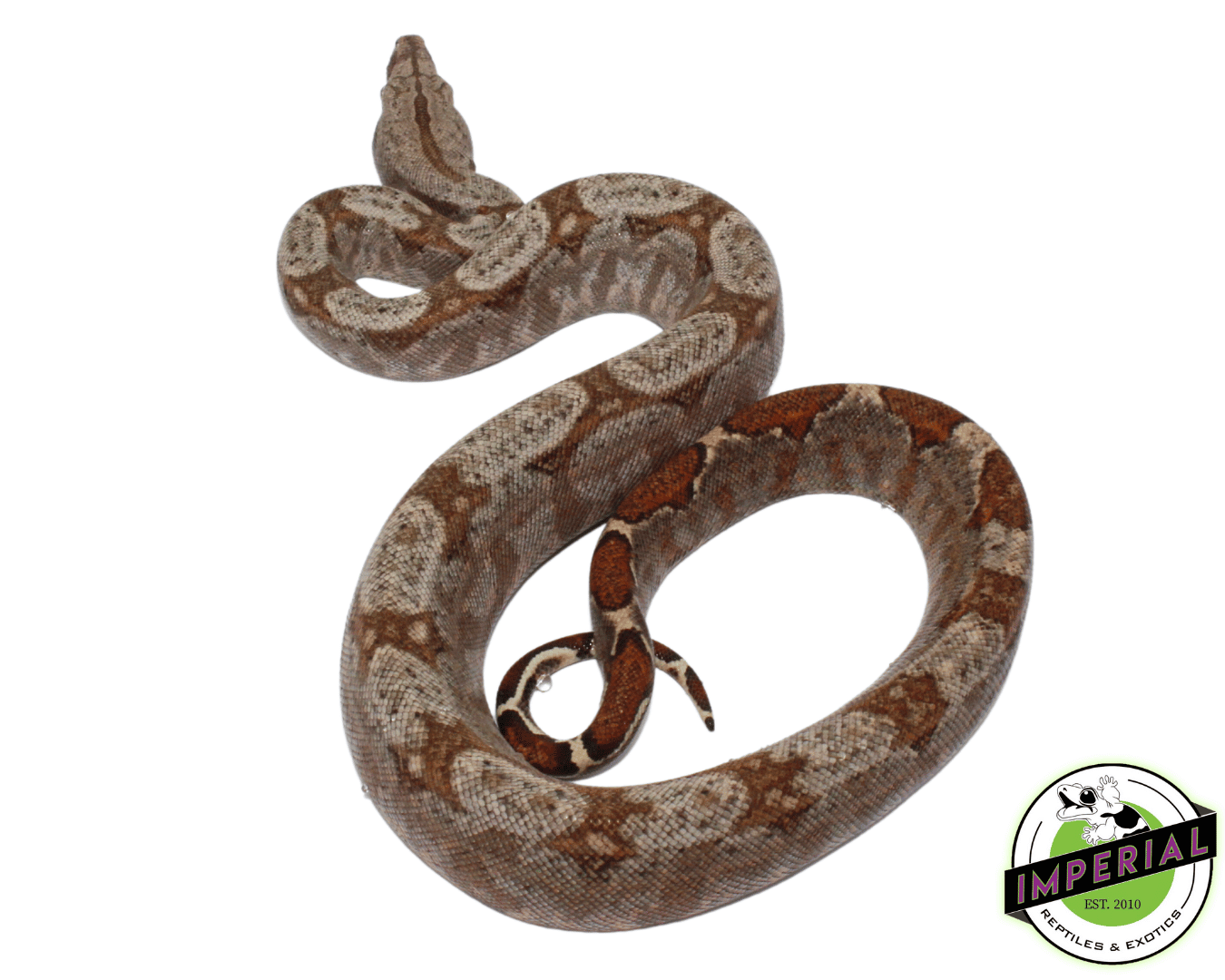 Hog Island (75%) Boa Baby — image 2
