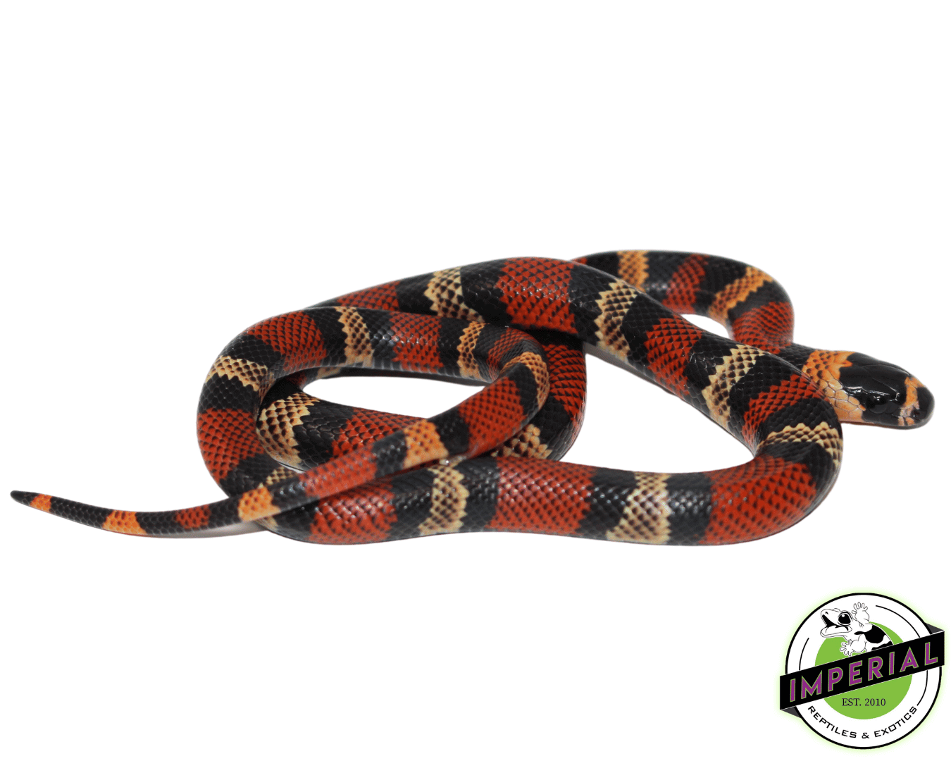 Honduran Milksnake Baby