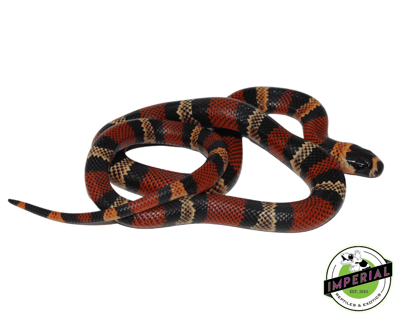 Honduran Milksnake Baby — image 2