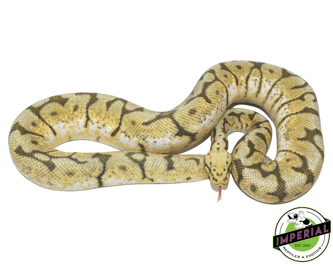 Honey Bee Ball Python Adult — image 2